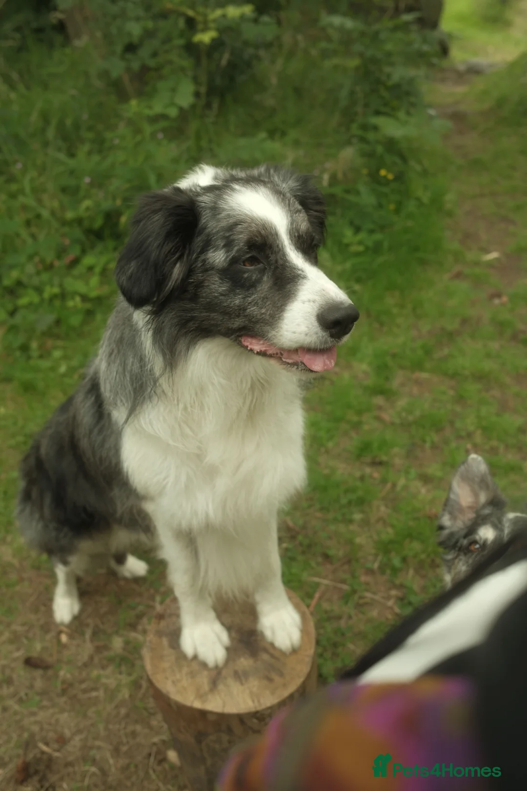 Border Collie dogs for stud: *proven* health tested working merle border collie in Leeds - Advert 14