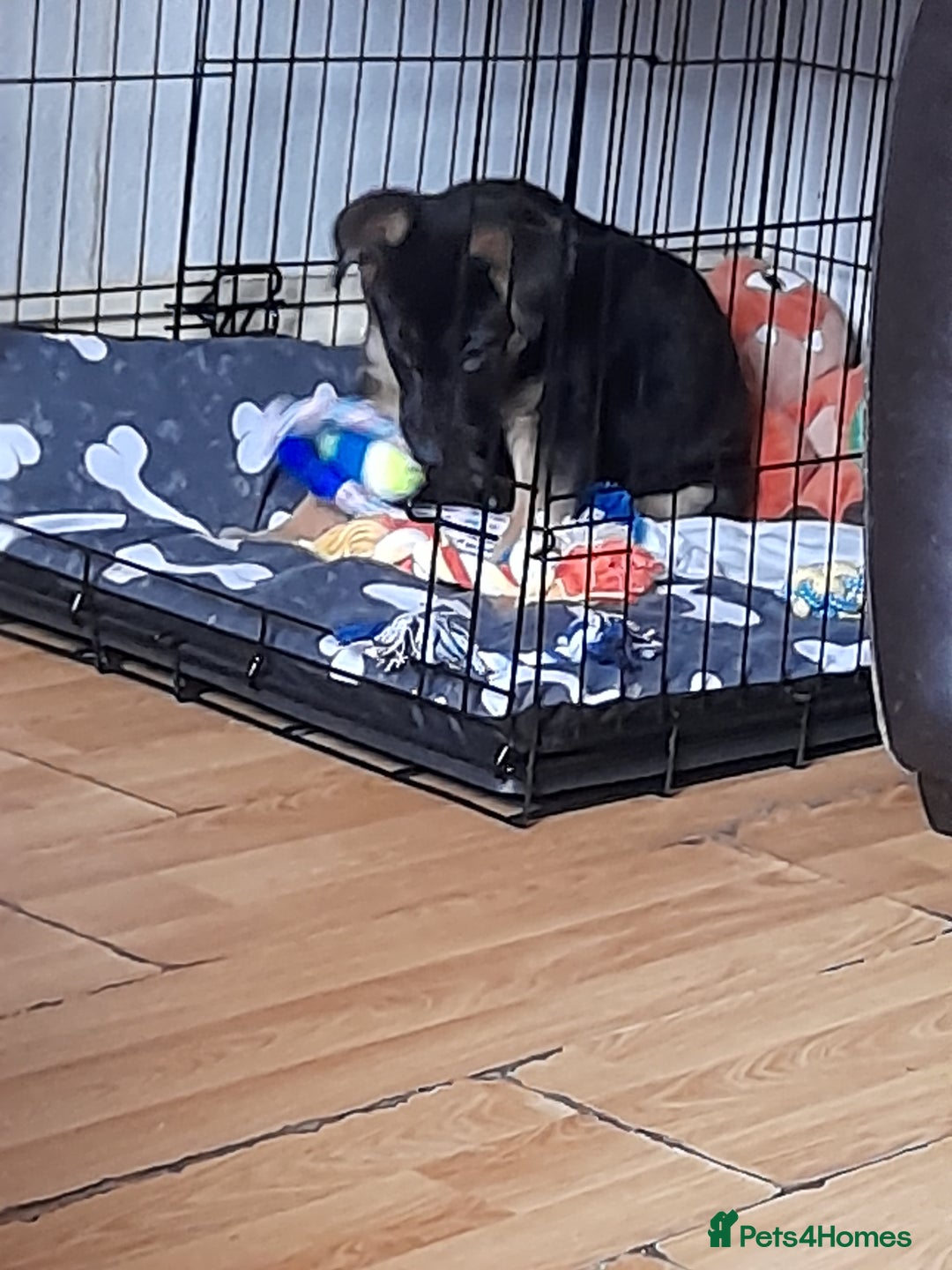 Mixed Breed dogs for sale: 10 week old German shepherd cross pup  - Advert 3