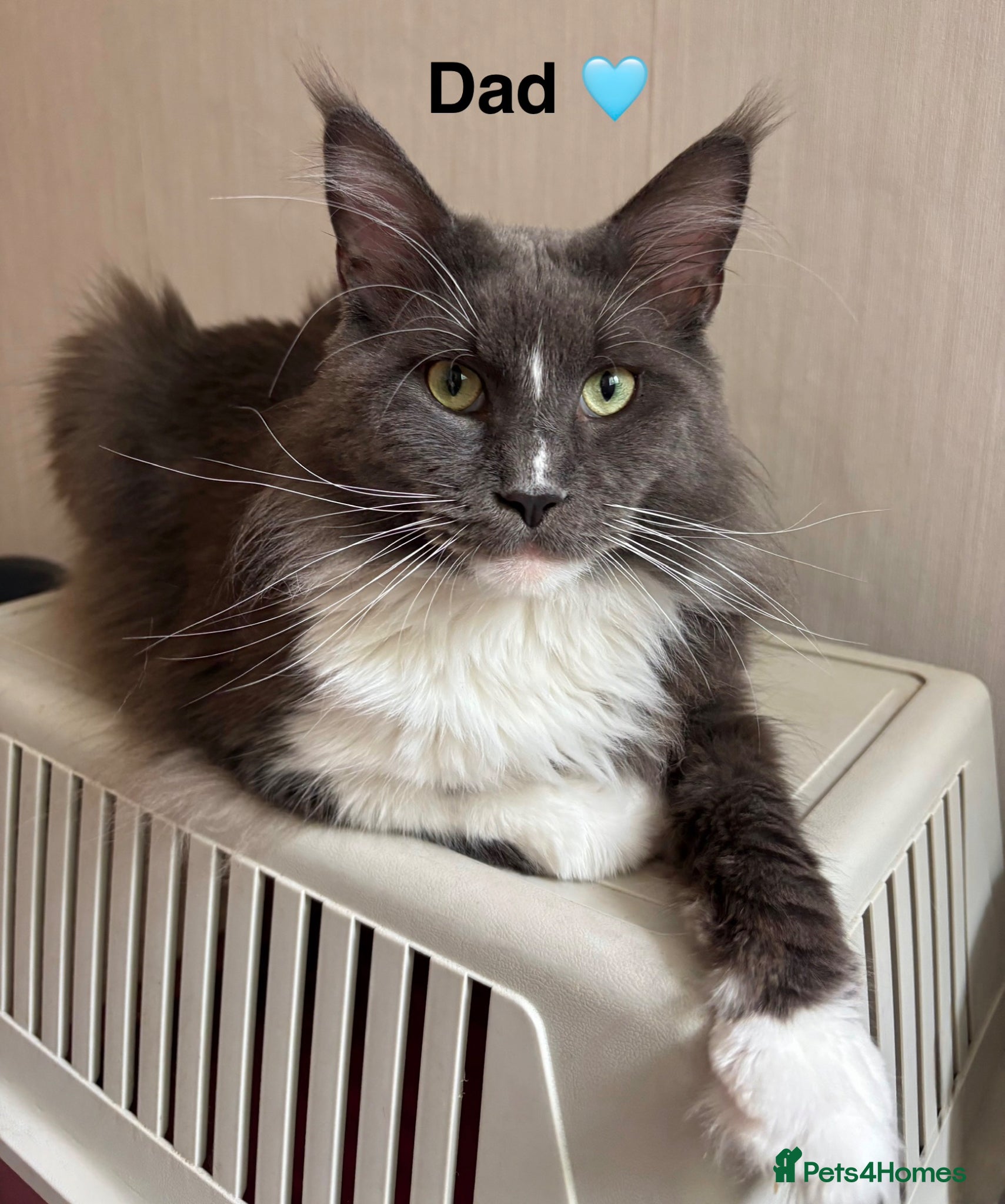 Maine Coon cats for sale: 🩷Beautiful Pedigree TICA Registered Maine Coons🩷 in Derby - Advert 5
