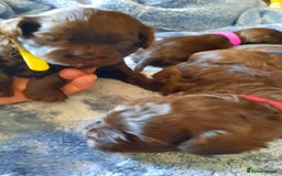 Shihpoo dogs for sale: Chocolate Toy Shipoo pups - Image 4