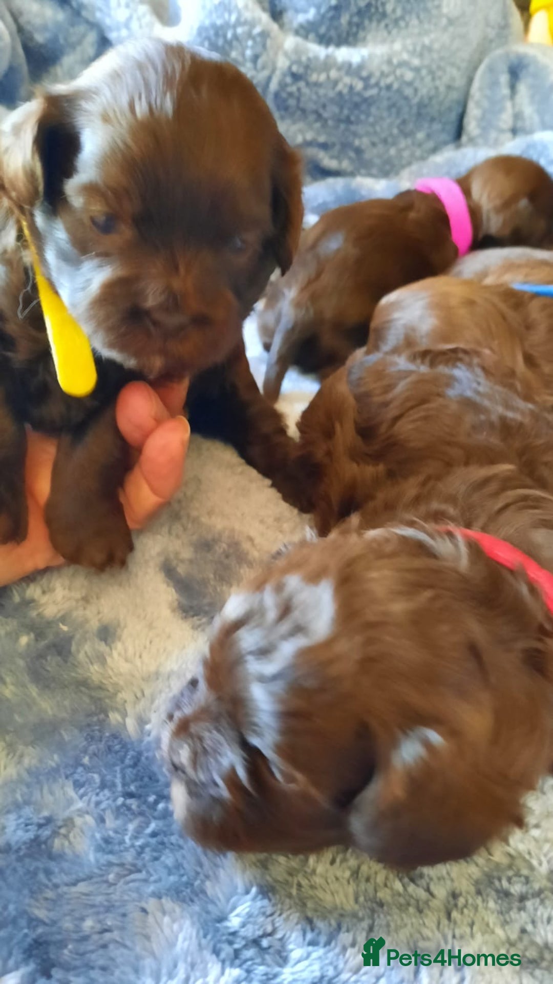 Shihpoo dogs for sale: Chocolate Toy Shipoo pups - Image 4
