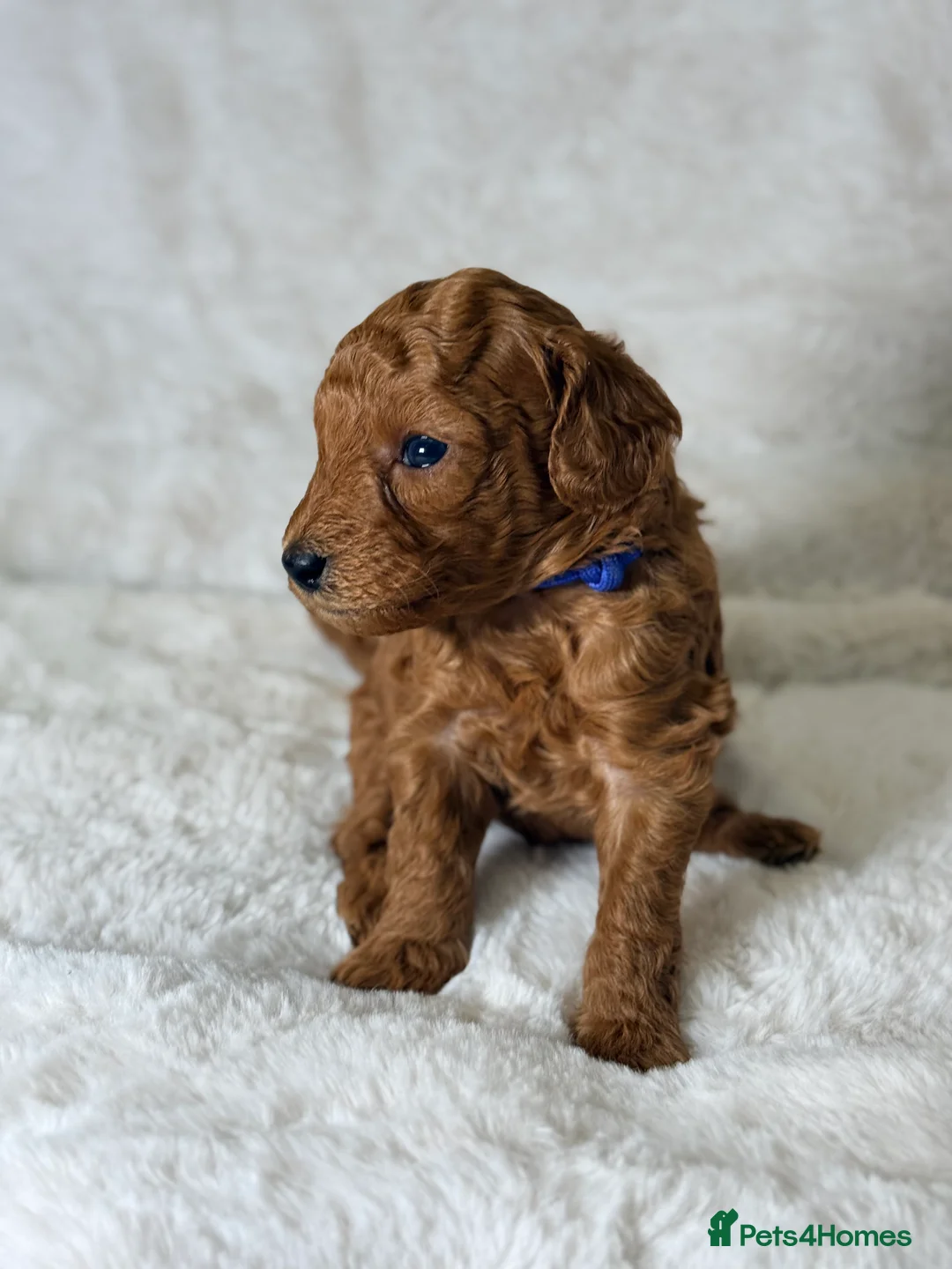Toy Poodle dogs for sale: ❤️ Exceptional Asian Red Toy Poodle Puppies ❤️ - Advert 9