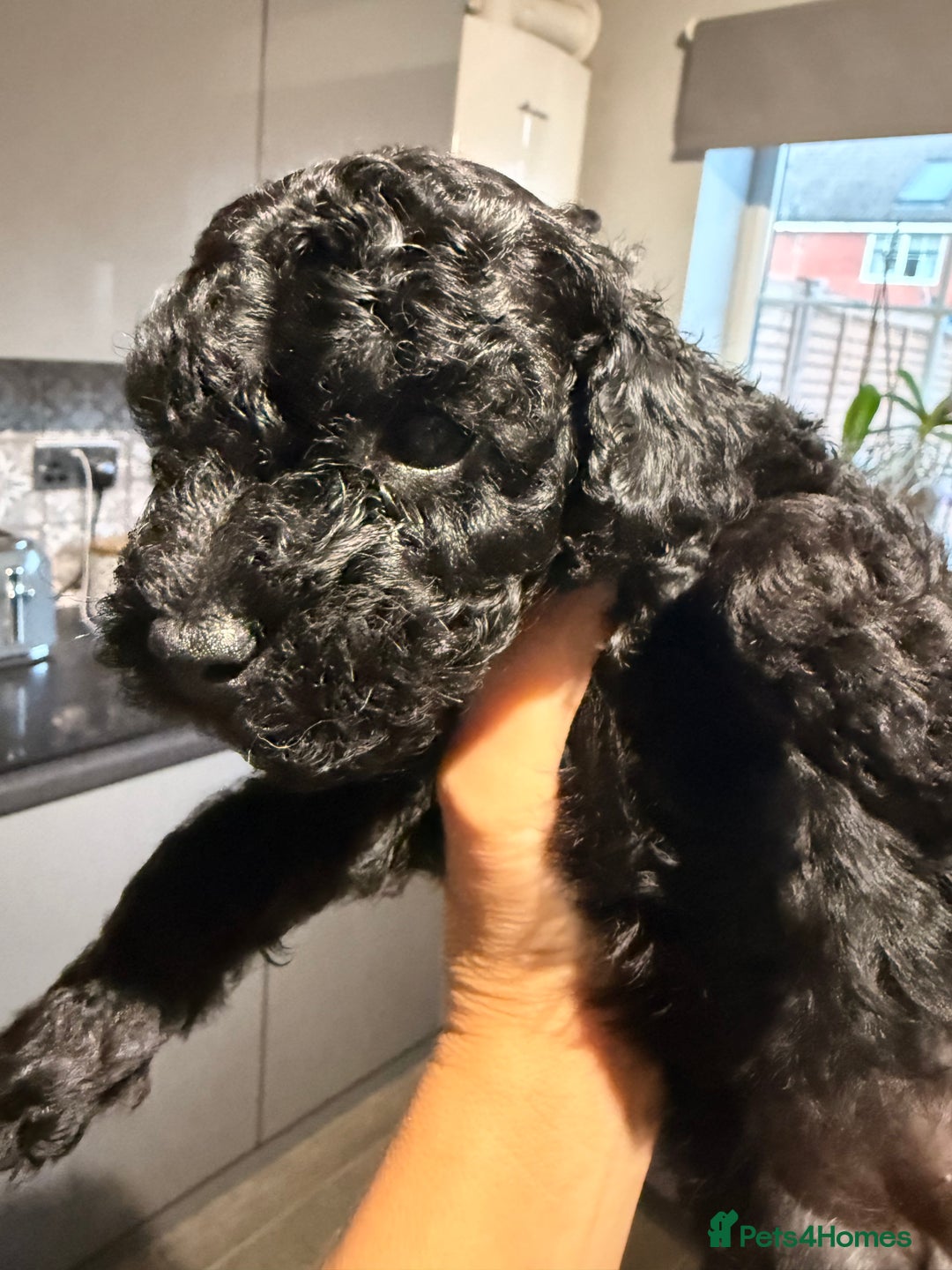 Toy Poodle dogs for sale: Toy Poodle  - Image 3