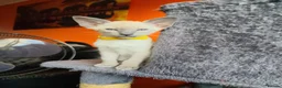 Siamese cats for sale: Gorgeous Siamese kittens!!! - Advert 29