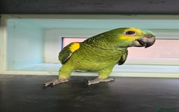 Parrots birds for sale: Stunning Handreared Amazon's ready now!!! - Image 4
