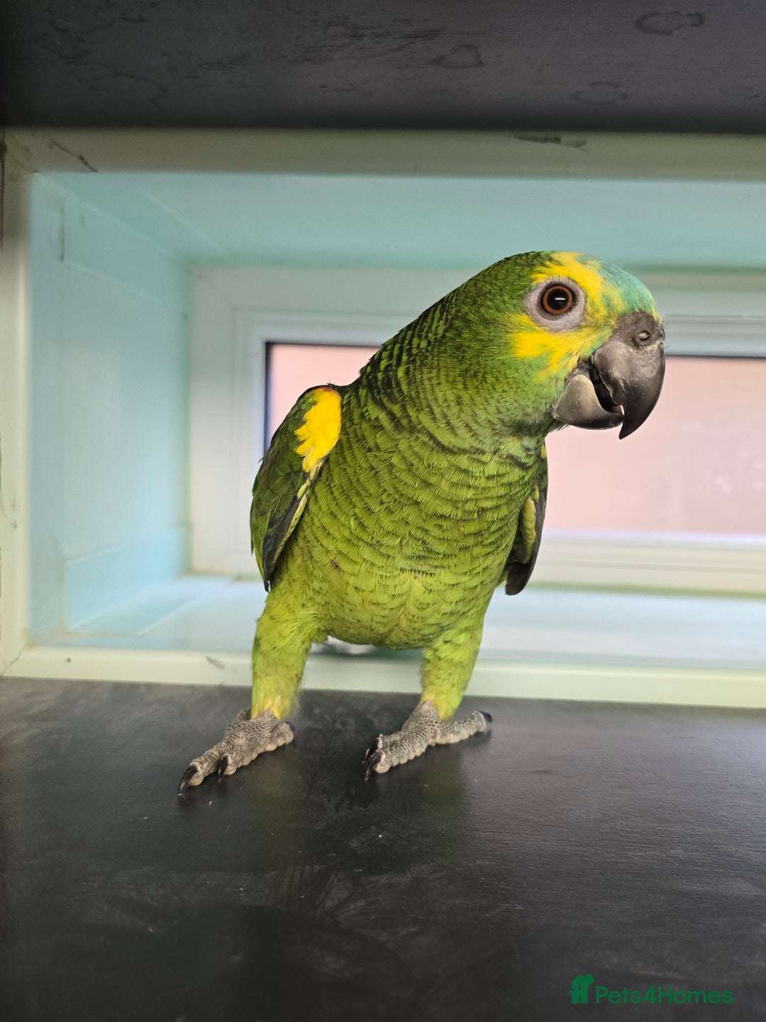 Parrots birds for sale: Stunning Handreared Amazon's ready now!!! - Image 4