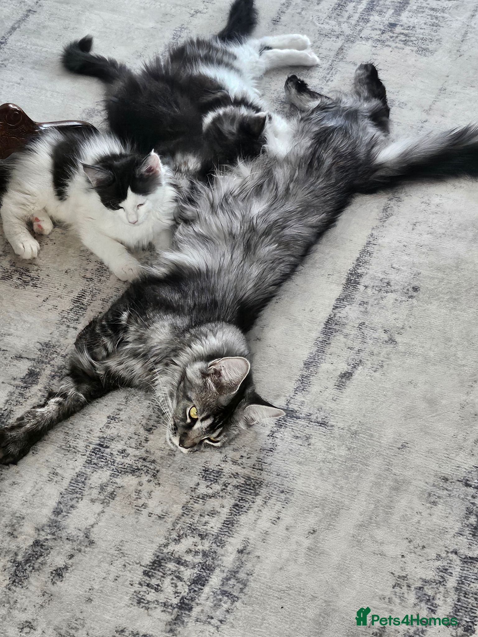 Maine Coon cats Maine Coon Kittens – GCCF Registered  Boys - Advert 1