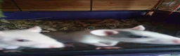 Rat rodents for sale: Beautiful babies ready NOW!  - Advert 3