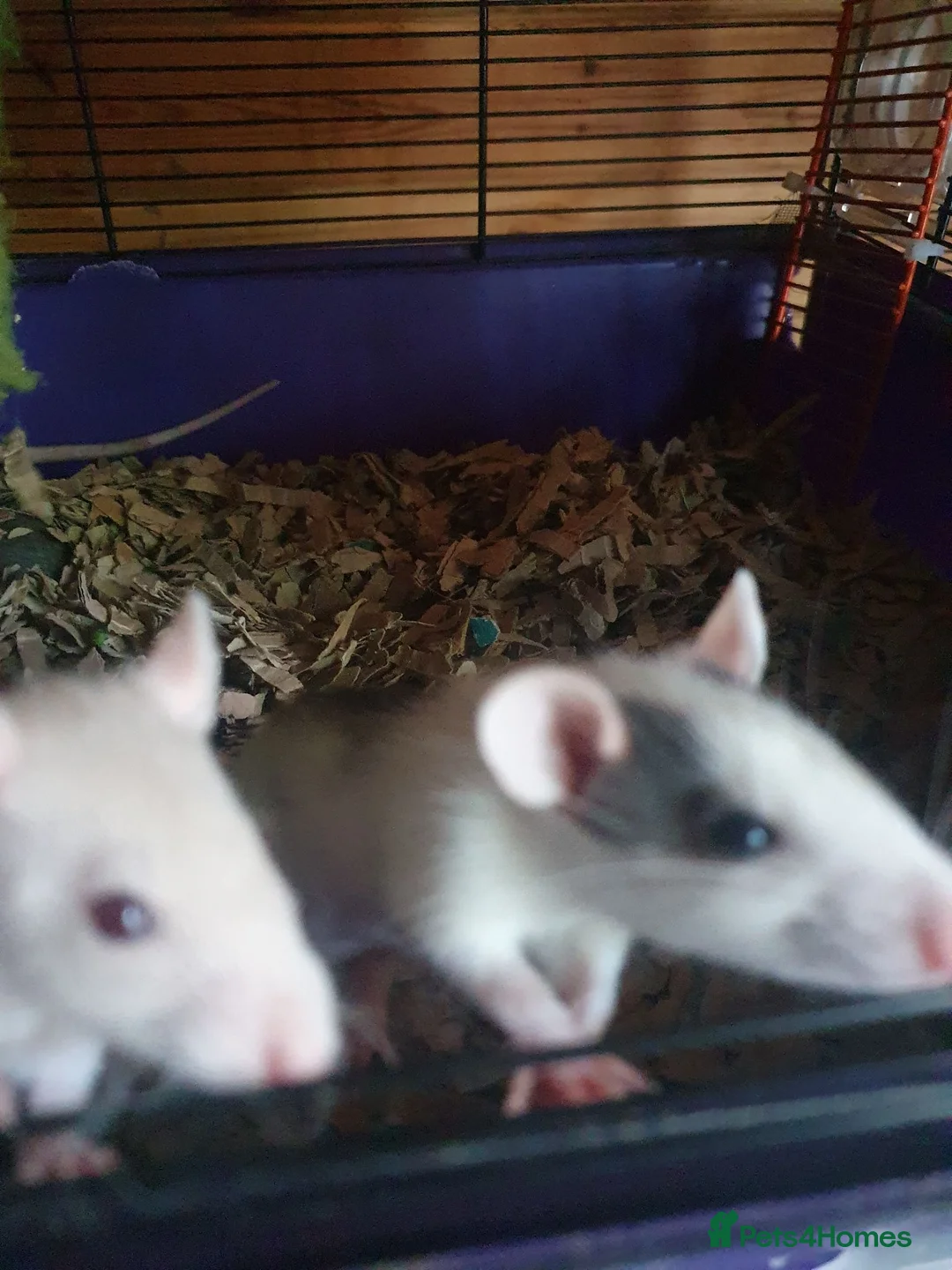 Rat rodents for sale: Beautiful babies ready NOW!  - Advert 3