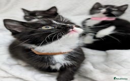 Mixed Breed cats for sale: Adorable Kittens Ready for Their Forever Homes! 💕 - Image 3