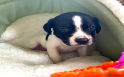 Springador dogs for sale: STUNNING SPRINGADOR PUPPIES  - Image 31