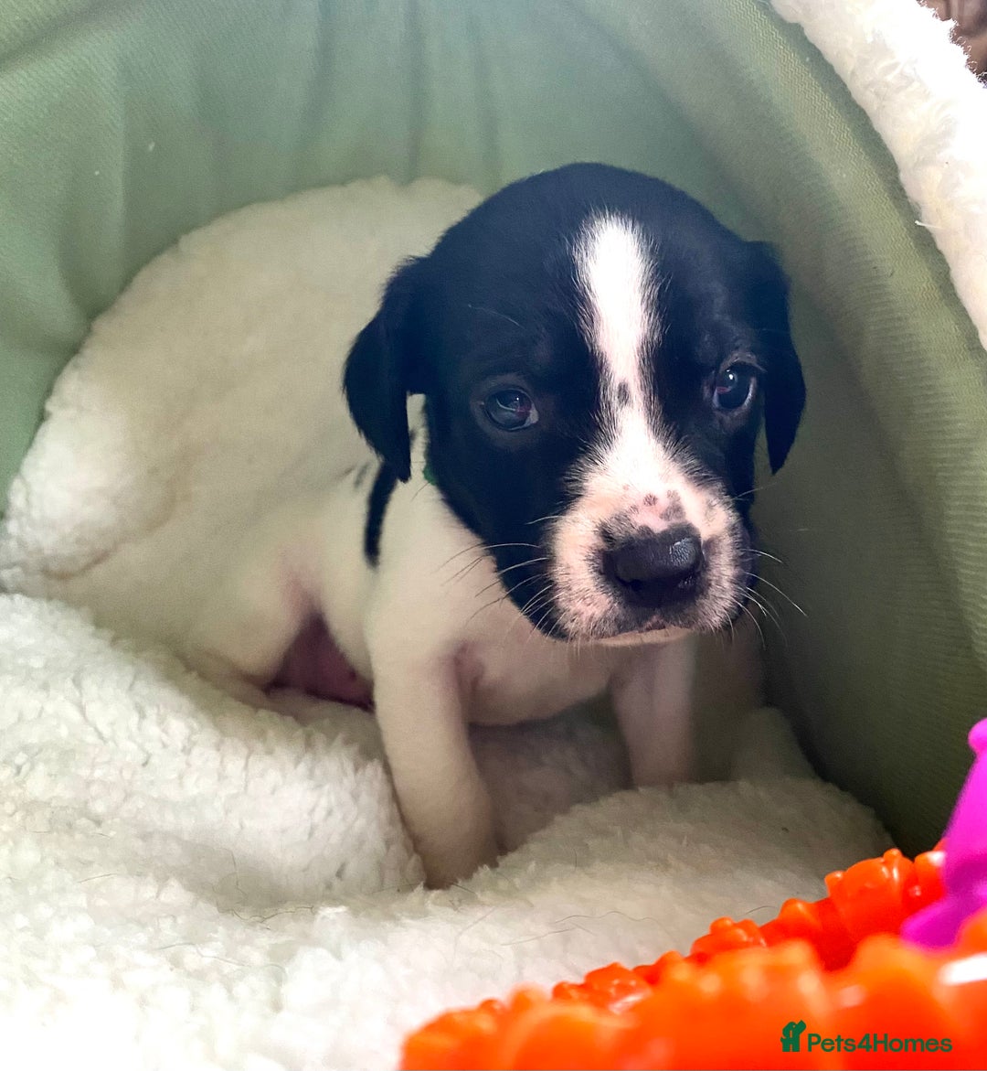 Springador dogs for sale: STUNNING SPRINGADOR PUPPIES  - Image 31