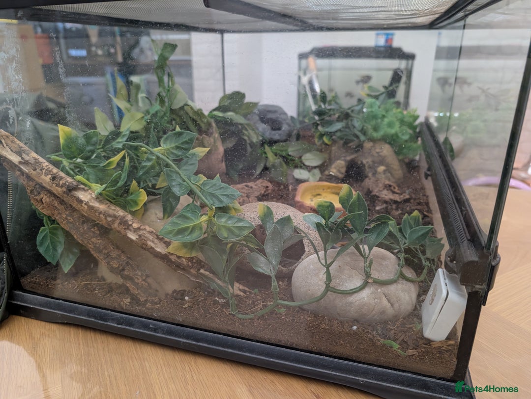 Gecko reptiles for sale: Gecko - Advert 10