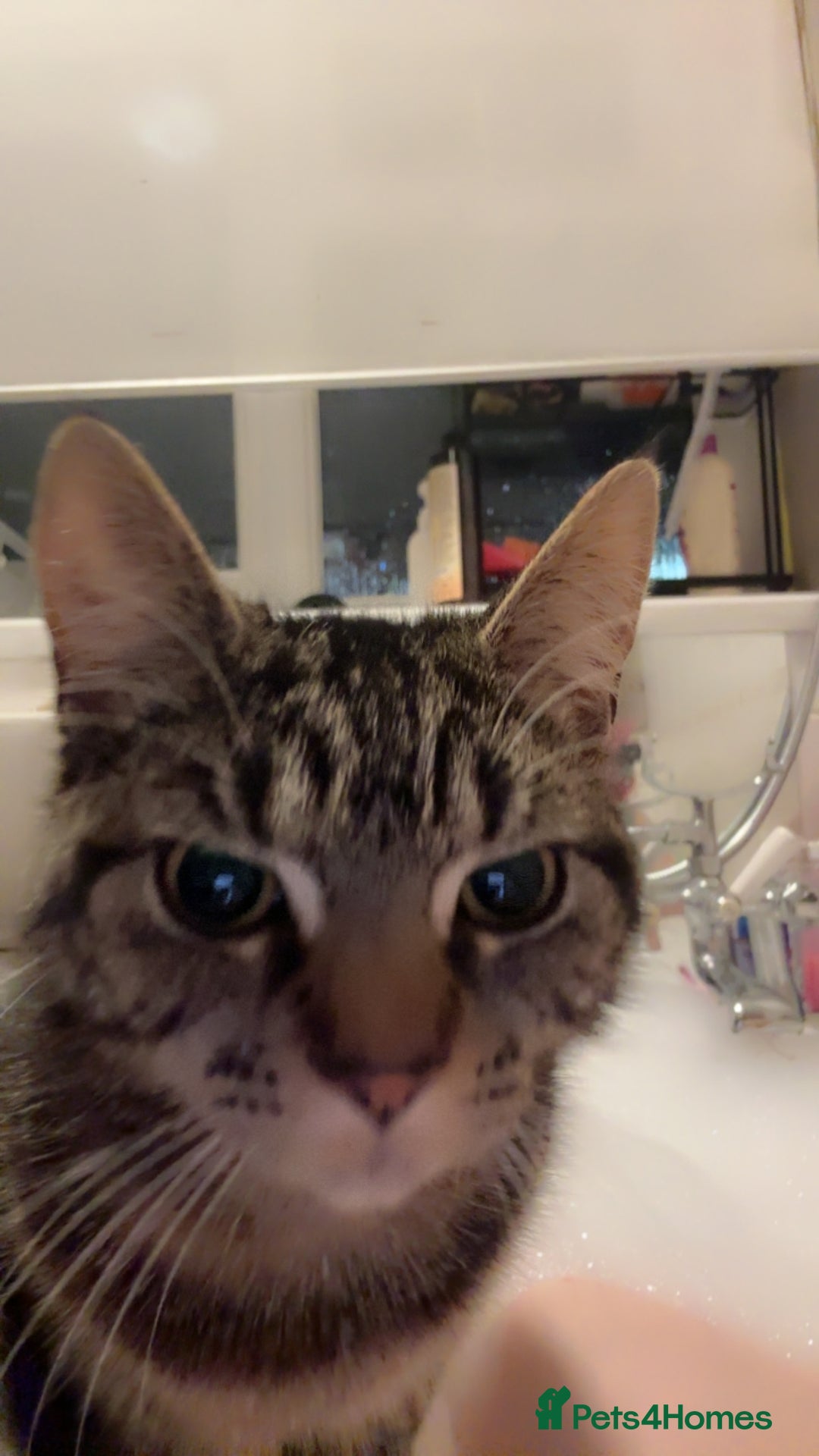 Domestic Shorthair cats for sale: Pretty little tuxedo and cutest little tabby - Image 17