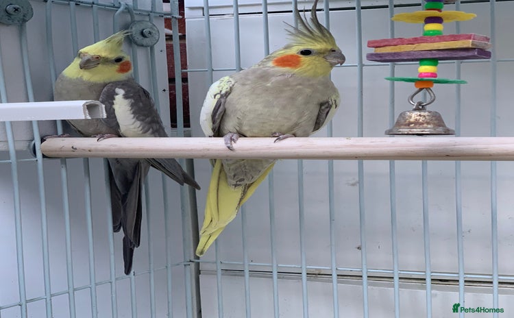 Cockatiels birds - Advert 8