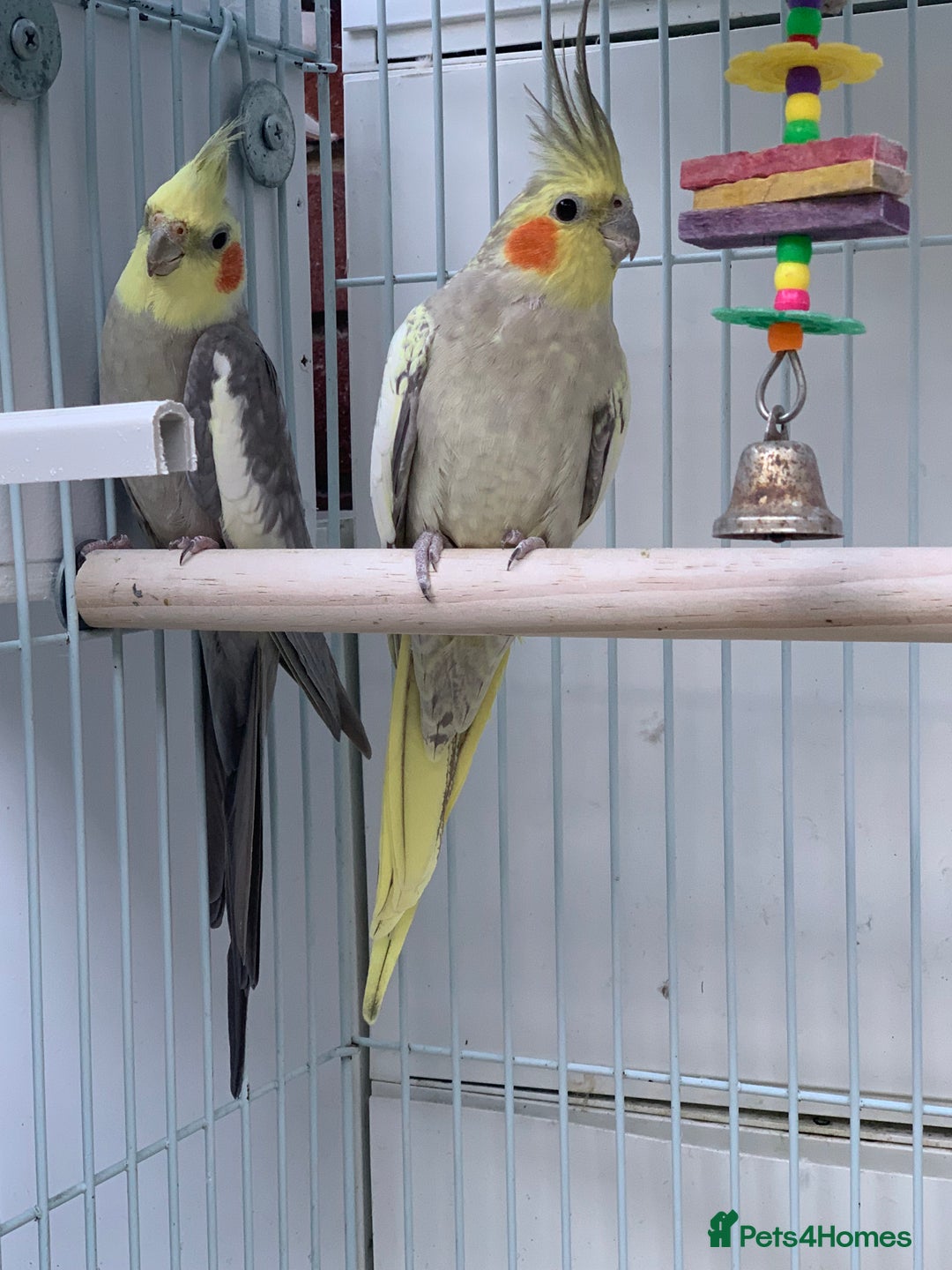 Cockatiels birds for sale: Cockatiel birds - Image 1