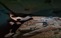 Arabian Mau cats for sale: Meet beautiful Tuxie ❤️ - Image 8