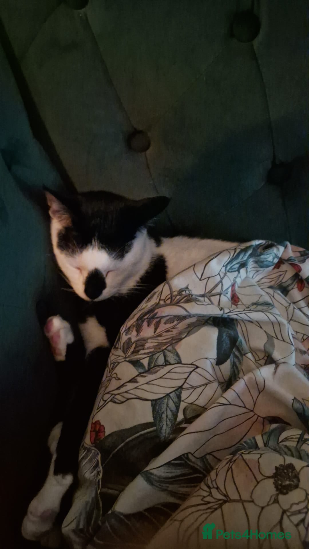 Arabian Mau cats for sale: Meet beautiful Tuxie ❤️ - Image 8