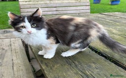 Turkish Van cats for sale: Beautiful kittens ready for loving new homes - Image 19