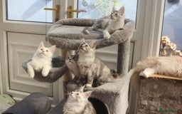 Maine Coon cats for sale: TICA PEDIGREE MAINE COON KITTENS  - Image 18