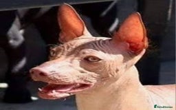 Mexican Hairless dogs for sale:  1 mini boy red  2000 mini black girl 2000. - Image 14