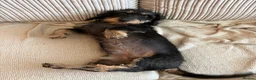 Dachshund dogs for sale: Polly, Wirehaired dachsund - Advert 3