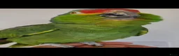 Parrots birds for sale: Red Lored Amazon - Advert 3