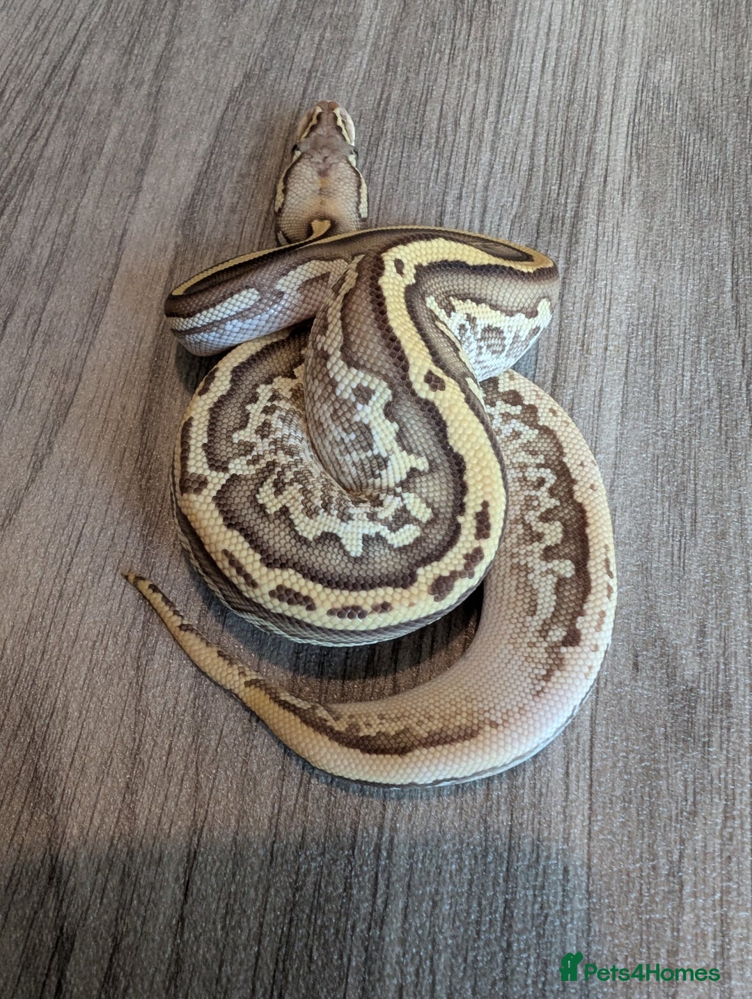 Python Snake reptiles for sale: Royal pythons - Advert 9