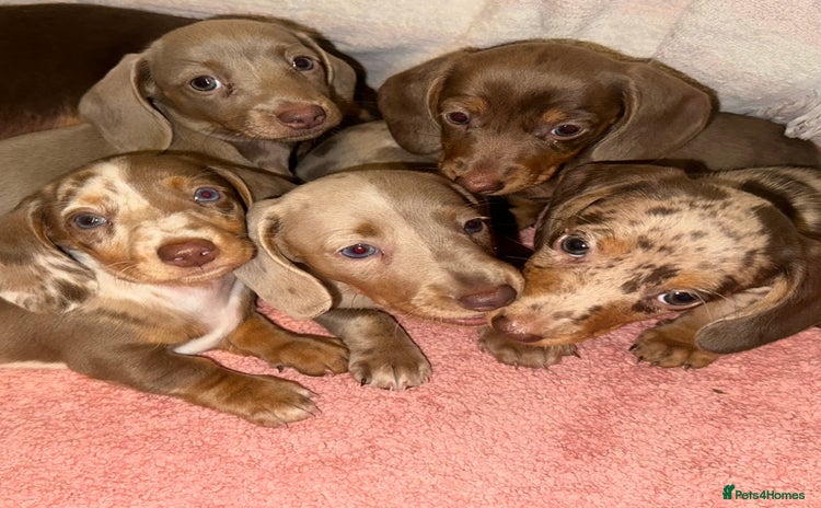 Dachshund dogs - Advert 2