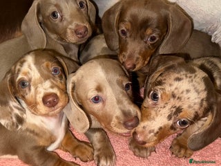 Dachshund dogs - Advert 1