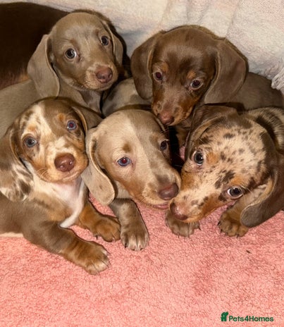 Dachshund dogs - Advert 5