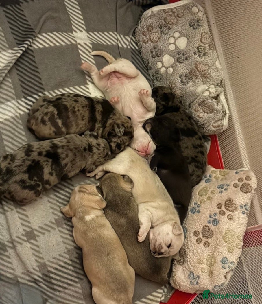 Frug dogs 🐶 Pug/French bulldog puppies 🐶 Rare markings - Advert 7