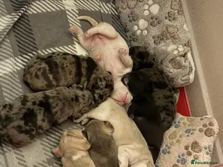 Frug dogs 🐶 Pug/French bulldog puppies 🐶 Rare markings - Advert 7