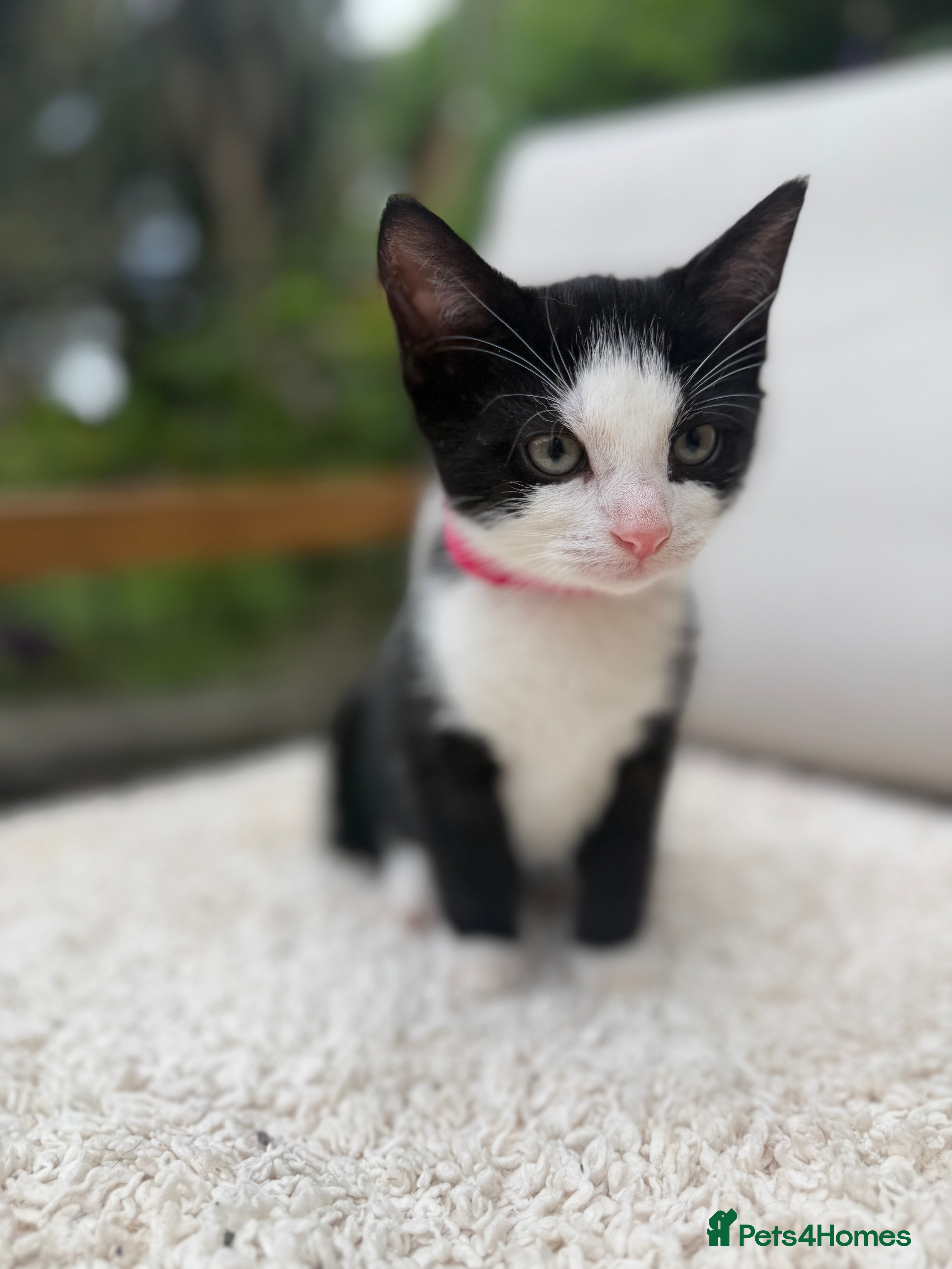 Turkish Angora cats 😻 Adorable Turkish Angora X Kittens - Advert 2