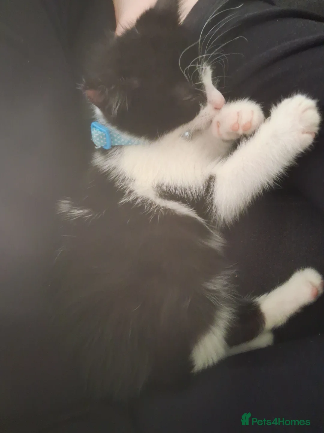 British Longhair cats for sale: Male kitten 8 weeks  in Wigan - Advert 2