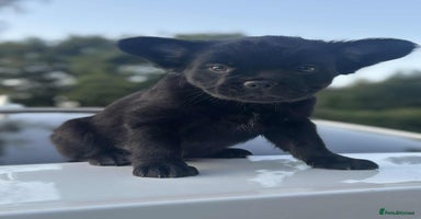French Bulldog dogs - Advert 3