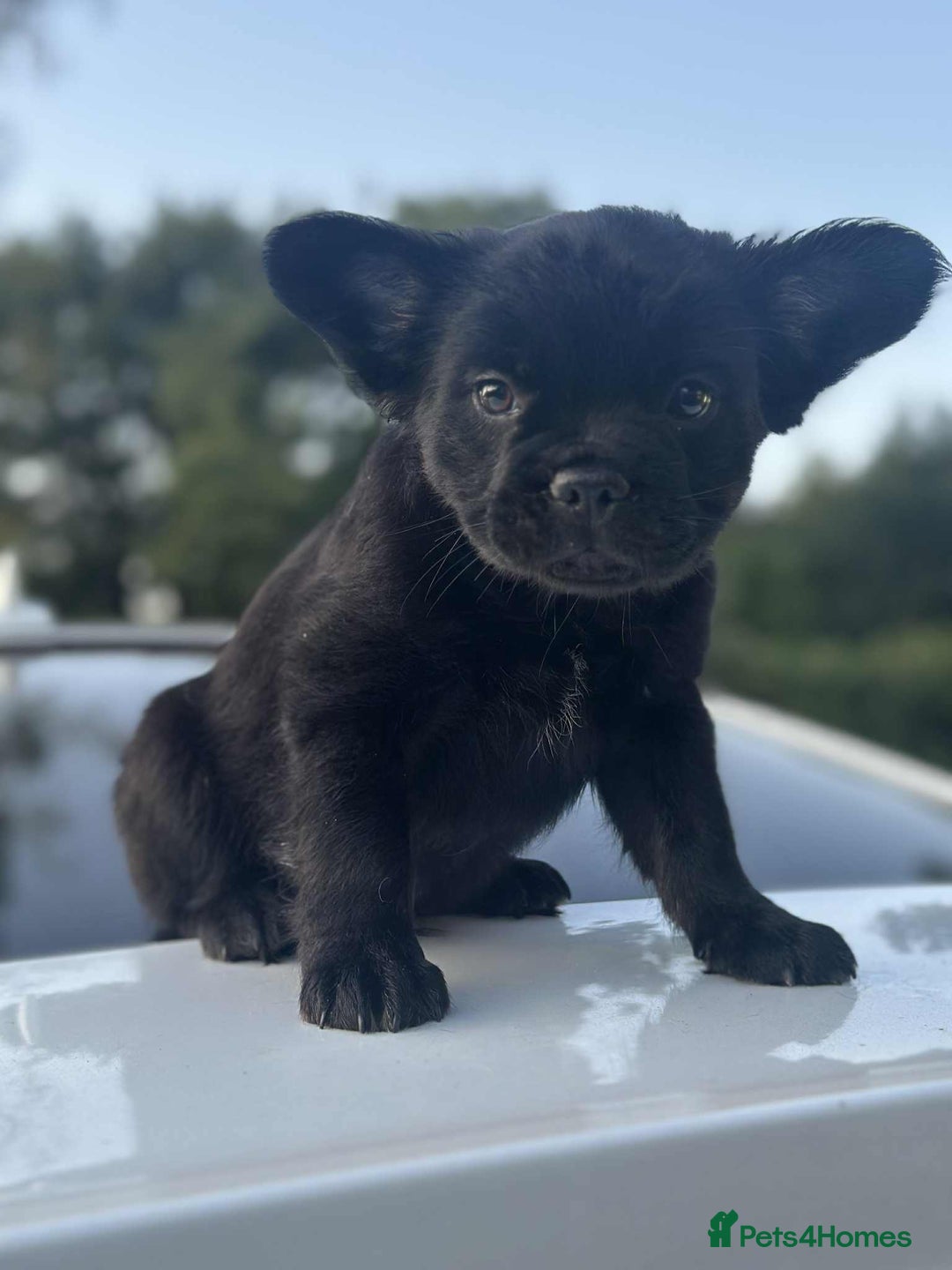 French Bulldog dogs for sale: Fluffy Frenchie Merle / Rojo & Tan REDUCED📥 - Image 3
