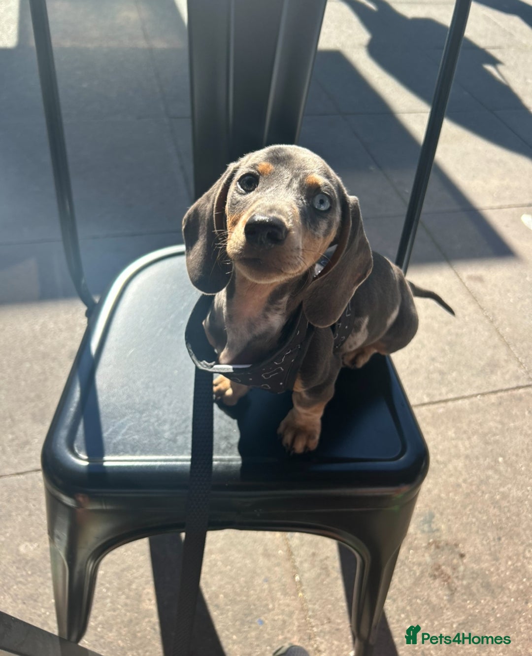 Dachshund dogs for stud: Dapple Dachshund  in Ellesmere Port - Image 7