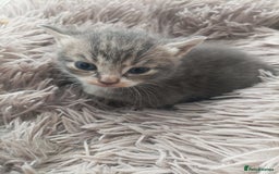 Bengal cats for sale: Kitten boys  - Image 4