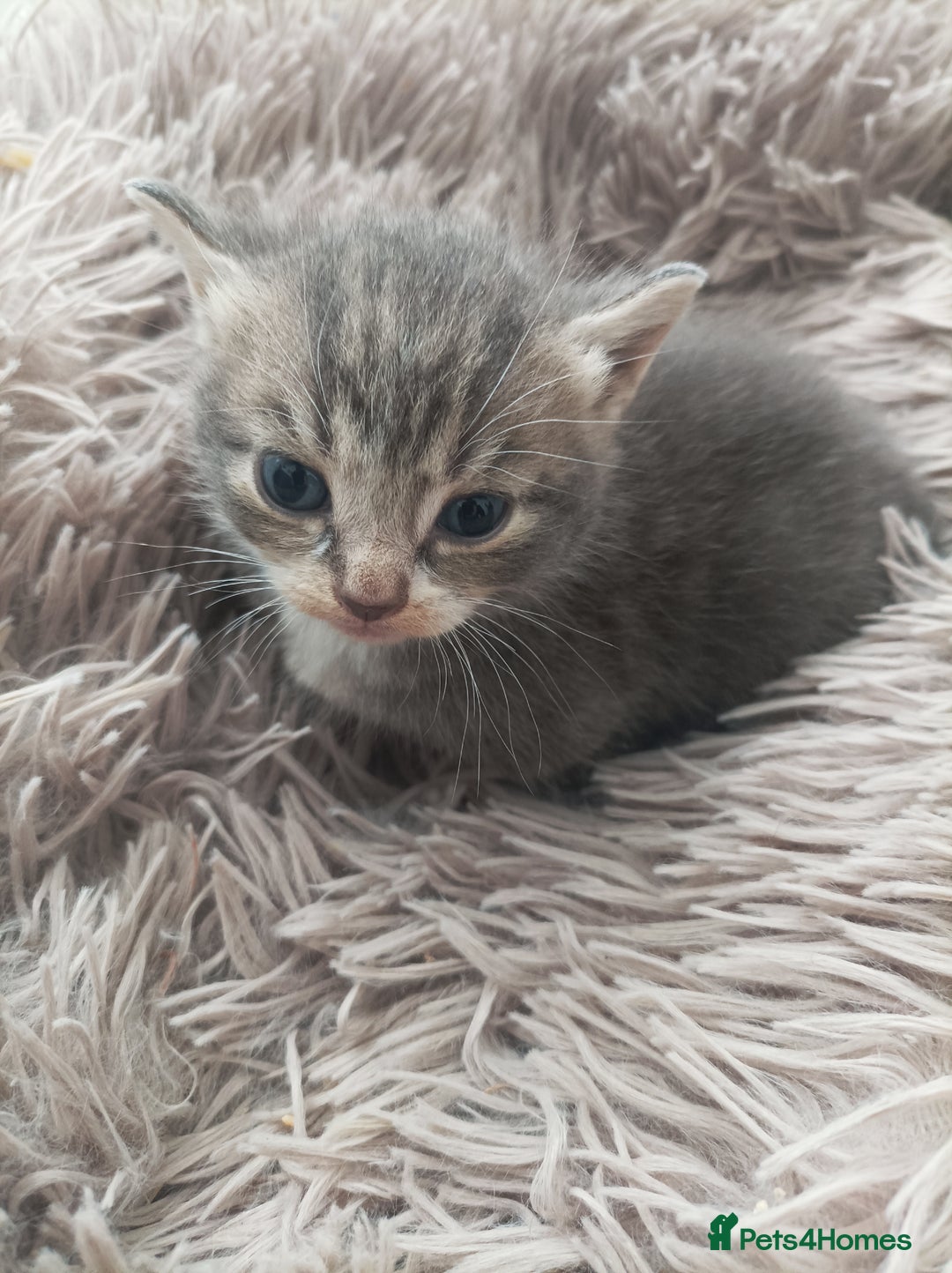 Bengal cats for sale: Kitten boys  - Image 4