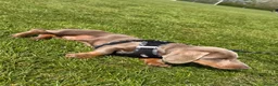 Miniature Dachshund dogs for sale: Miniature dachshund males - Advert 24