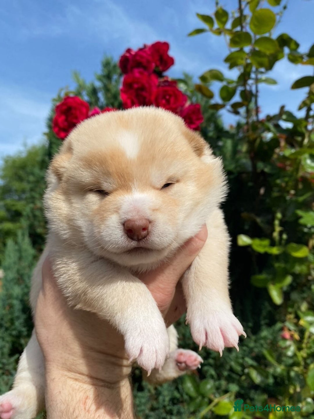 Japanese Shiba Inu dogs for sale: Outstanding quality two girls available. - Advert 21