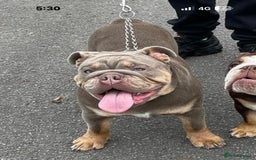 English Bulldog dogs for sale: British bulldog male  - Image 10