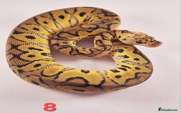 Python Snake reptiles for sale: Royal pythons Pastel Clowns - Image 3