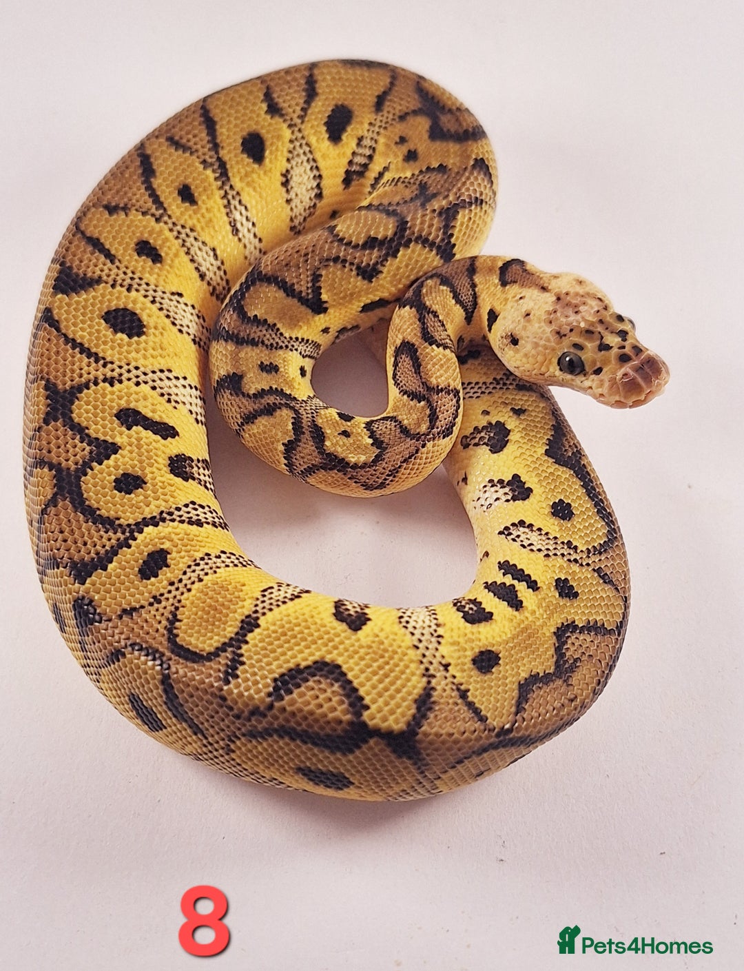 Python Snake reptiles for sale: Royal pythons Pastel Clowns - Image 3