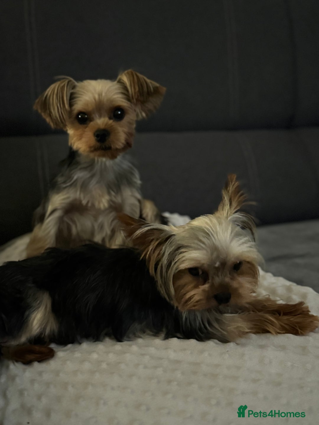 Yorkshire Terrier dogs for sale: Mini Yorkshire Terrier, blue skin tan - Image 5