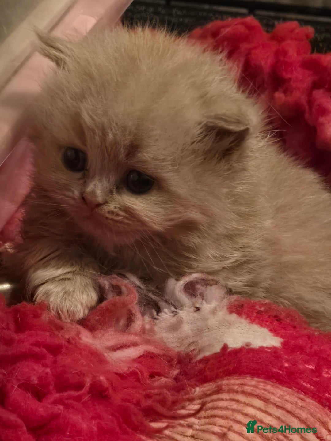 British Shorthair cats for sale: 1 BOY LEFT TICA reg BSH and BLH kittens - Advert 15