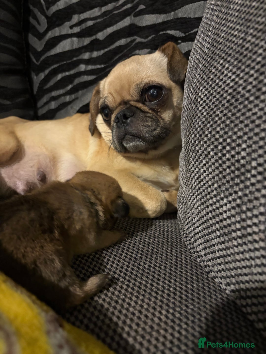 Griffon Bruxellois dogs for sale: Brussels griffons  - Advert 25