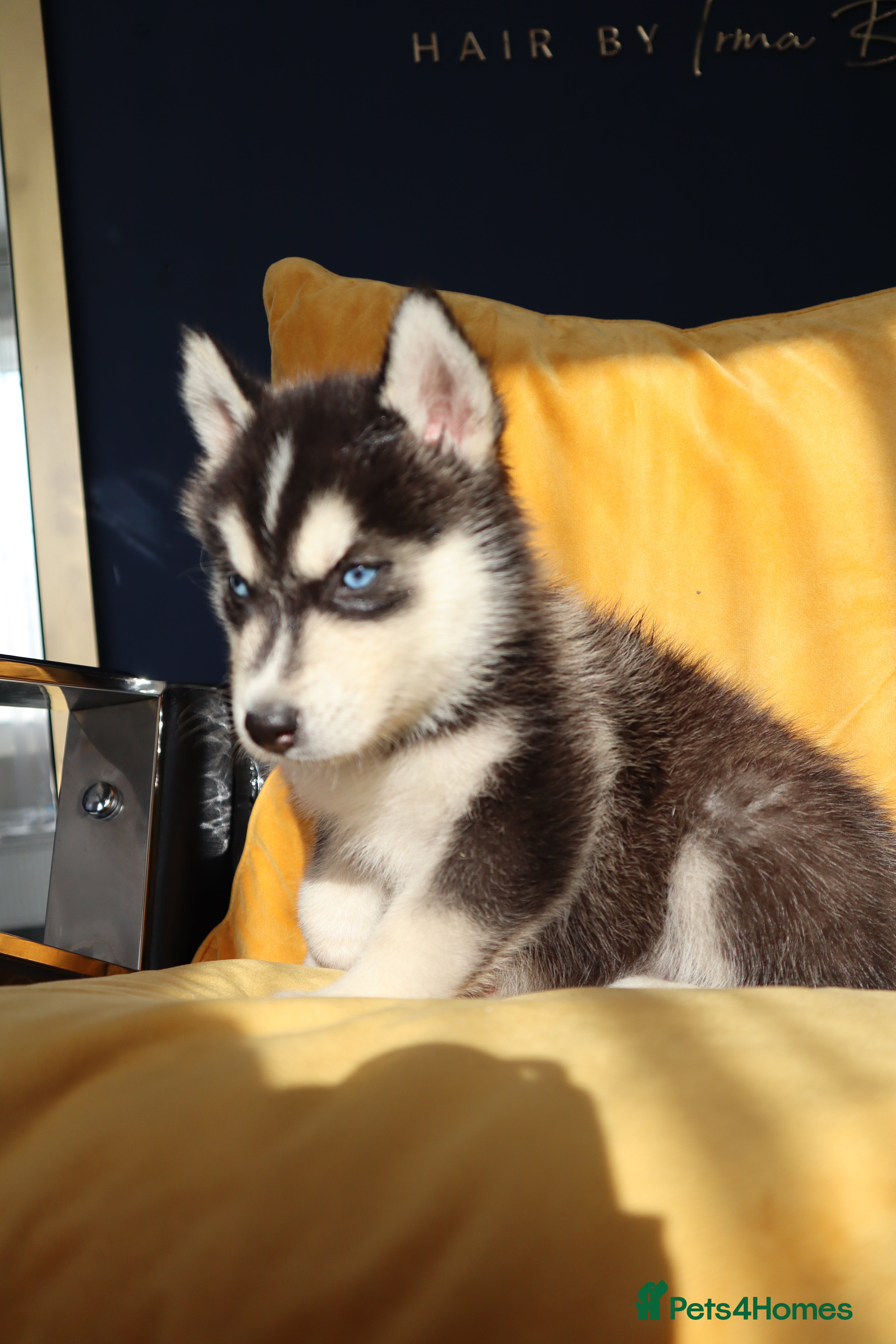 Siberian Husky dogs 7Purebred Huskies puppies DNA health testedParents - Advert 16