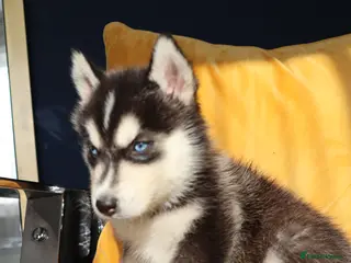 Siberian Husky dogs 7Purebred Huskies puppies DNA health testedParents - Advert 16
